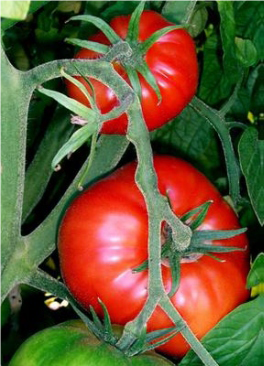 Bundaberg Tomato crop using VolcaMin Zeolite